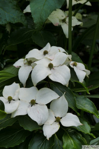 Cornus x venus    
